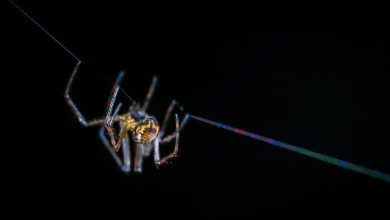 Δες αν το email σου βρίσκεται στο “σκοτεινό διαδίκτυο” 13 Δες αν το email σου βρίσκεται στο “σκοτεινό διαδίκτυο”