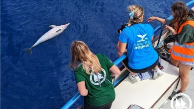 Δικογραφία για τη θανάτωση ζωνοδέλφινων στο Αιγαίο 