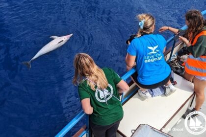 Δικογραφία για τη θανάτωση ζωνοδέλφινων στο Αιγαίο 