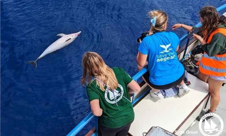 Δικογραφία για τη θανάτωση ζωνοδέλφινων στο Αιγαίο 