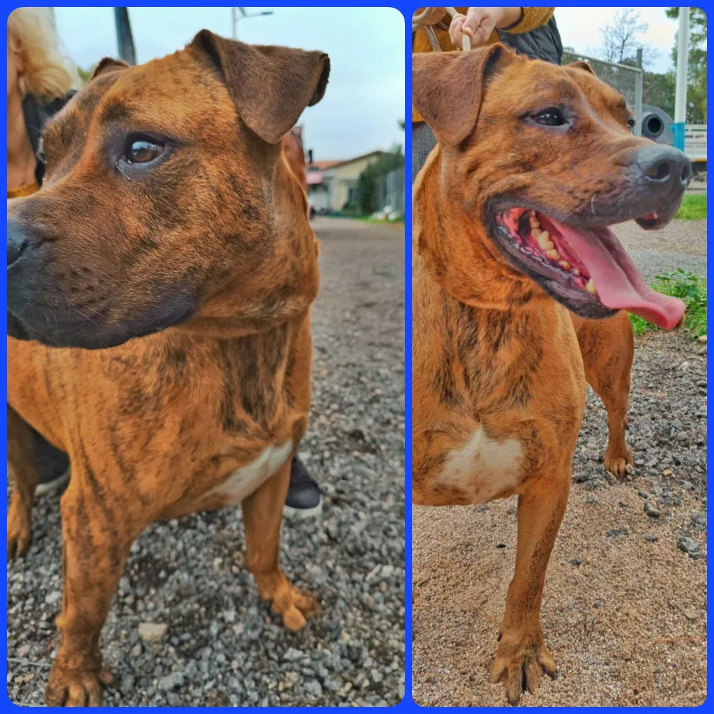 "Γνώρισε τα αδεσποτάκια του Δήμου Αιγάλεω" - Υιοθέτησε, δώσε αγάπη, πάρε ευτυχία