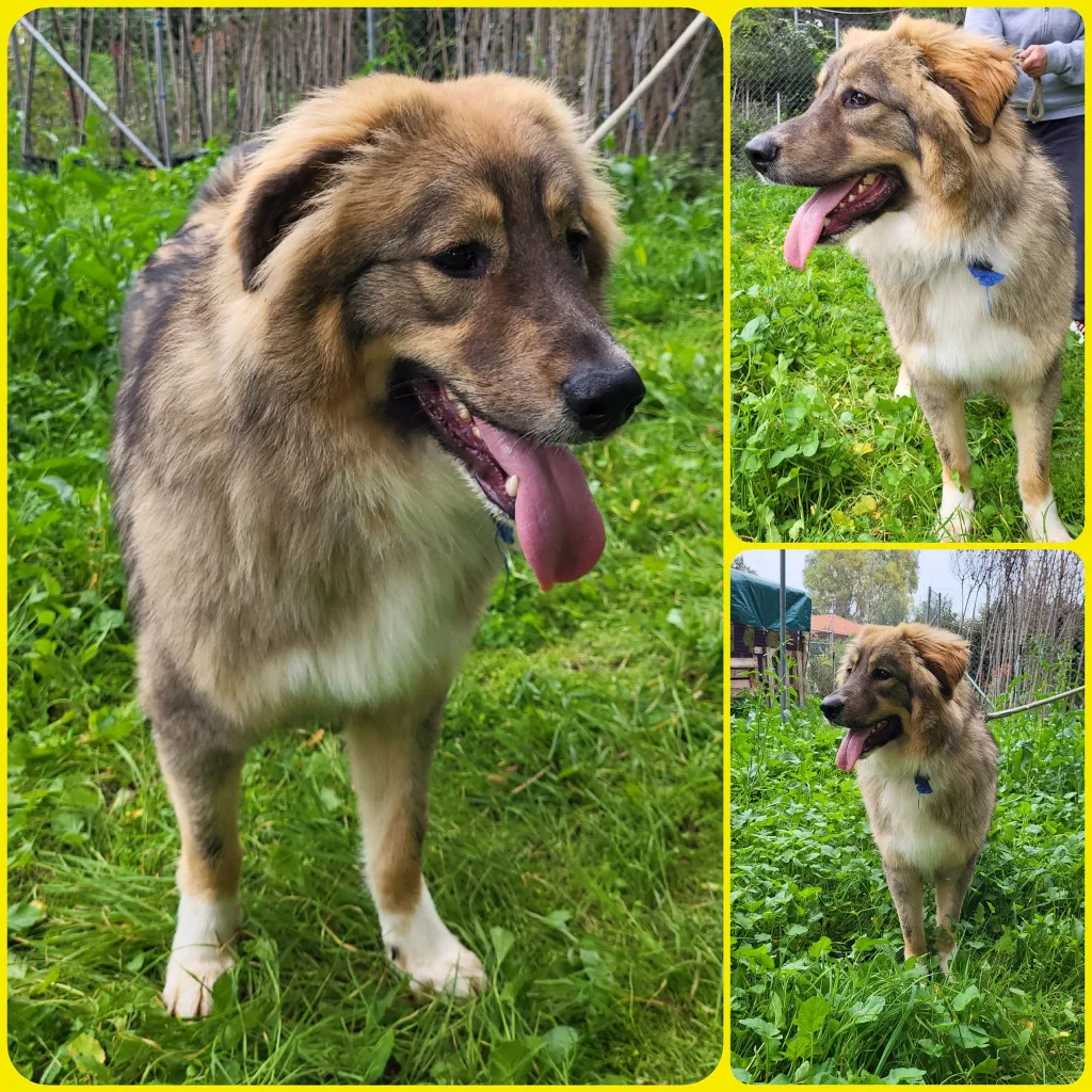 "Γνώρισε τα αδεσποτάκια του Δήμου Αιγάλεω" - Υιοθέτησε, δώσε αγάπη, πάρε ευτυχία