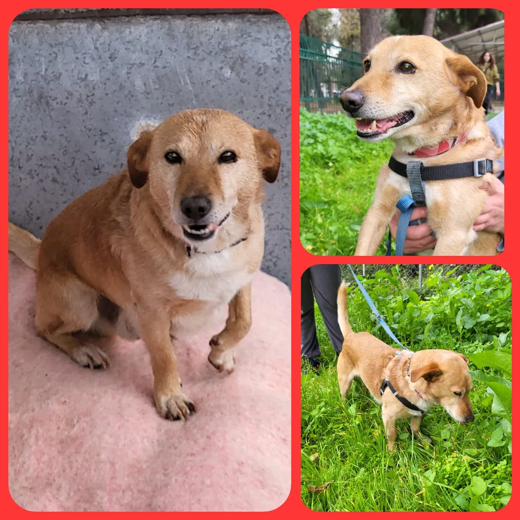 αδεσποτάκια