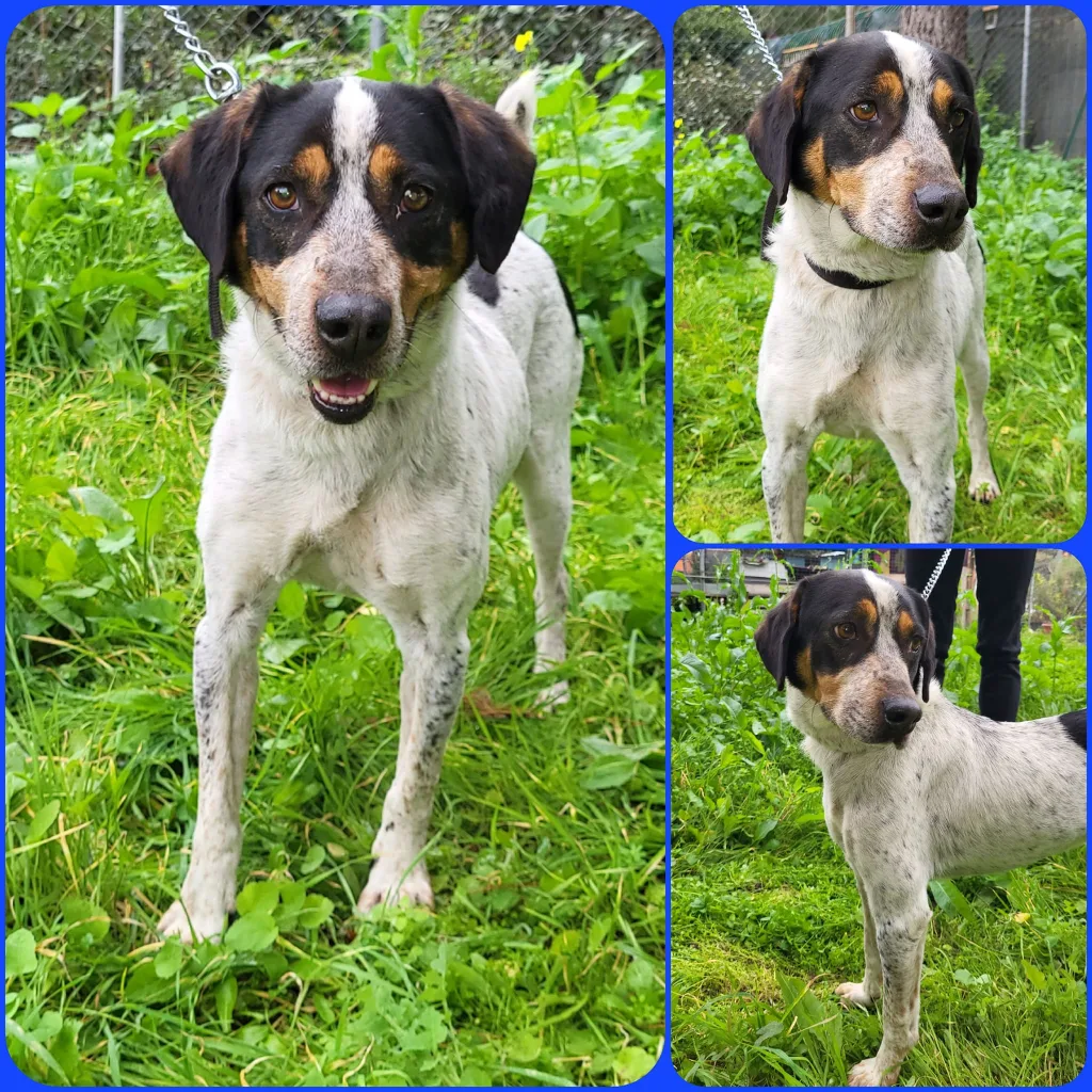 "Γνώρισε τα αδεσποτάκια του Δήμου Αιγάλεω" - Υιοθέτησε, δώσε αγάπη, πάρε ευτυχία