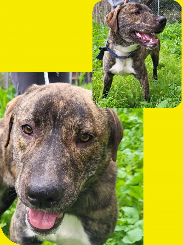 "Γνώρισε τα αδεσποτάκια του Δήμου Αιγάλεω" - Υιοθέτησε, δώσε αγάπη, πάρε ευτυχία