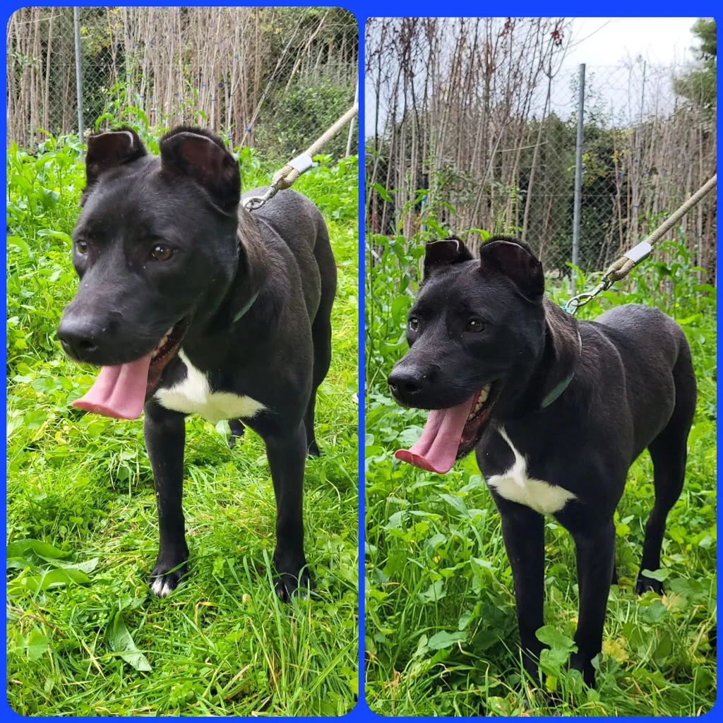 "Γνώρισε τα αδεσποτάκια του Δήμου Αιγάλεω" - Υιοθέτησε, δώσε αγάπη, πάρε ευτυχία