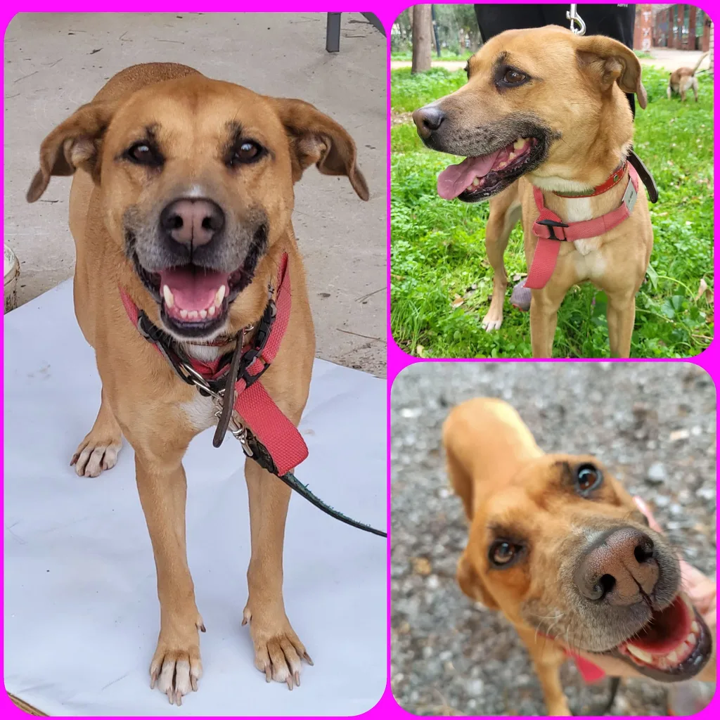 "Γνώρισε τα αδεσποτάκια του Δήμου Αιγάλεω" - Υιοθέτησε, δώσε αγάπη, πάρε ευτυχία