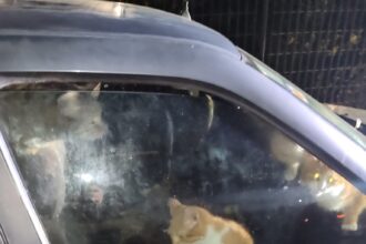 Αιγάλεω: Συνελήφθη άνδρας που βασάνιζε γάτες μέχρι θανάτου μέσα στο αυτοκίνητό του