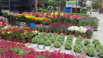 Ανοιξιάτικη διάθεση στην Ανθοκομική Έκθεση Αιγάλεω!