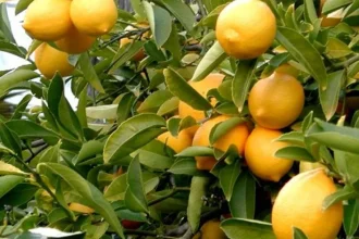 Για λίγα λεμόνια τον έστειλε σε σοβαρή κατάσταση στο νοσοκομείο!
