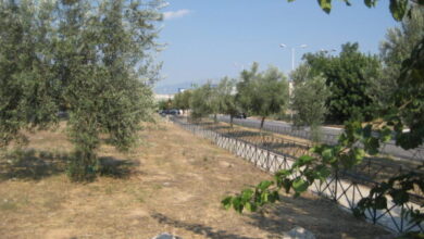 Πέτρου Ράλλη & Θηβών: Η υποδειγματική ανάδειξη του αρχαίου Eλαιώνα της Αθήνας 7 Πέτρου Ράλλη & Θηβών: Η υποδειγματική ανάδειξη του αρχαίου Eλαιώνα της Αθήνας