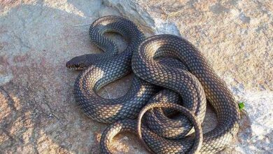 "Οι οικολόγοι μάς αμόλησαν φίδια και τσακάλια!" 2 "Οι οικολόγοι μάς αμόλησαν φίδια και τσακάλια!"