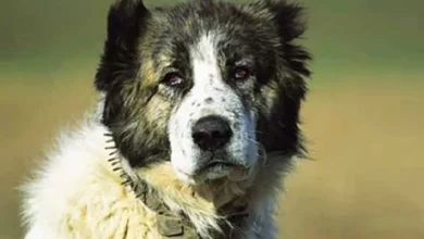 Ελληνικός Ποιμενικός: O γενναίος σκύλος που παλεύει με την αρκούδα! 34 Ελληνικός Ποιμενικός: O γενναίος σκύλος που παλεύει με την αρκούδα!