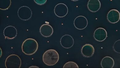 “Πόρος SOS” – Το ειδυλλιακό νησί και ολόκληρος ο Σαρωνικός ενώπιον μεγάλης ανατροπής