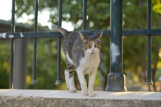 Παγκόσμια Ημέρα των Ζώων: Ο Δήμος Αιγάλεω ανοίγει την αγκαλιά του στις αδέσποτες γάτες - Διανομή τροφής