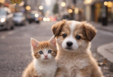 Δήμος Αιγάλεω: Ξεκίνησαν προγράμματα στείρωσης και περίθαλψης αδέσποτων ζώων