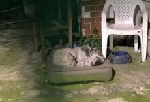 Αιγάλεω: Σύλληψη για κακομεταχείριση ζώων μετά από παρέμβαση φιλοζωικής