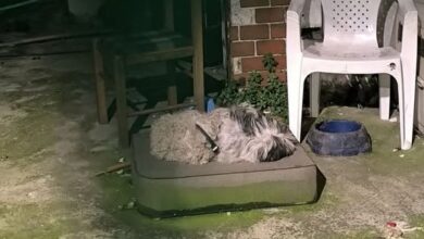 Αιγάλεω: Σύλληψη για κακομεταχείριση ζώων μετά από παρέμβαση φιλοζωικής 4 Αιγάλεω: Σύλληψη για κακομεταχείριση ζώων μετά από παρέμβαση φιλοζωικής