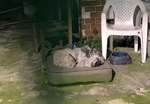 Αιγάλεω: Σύλληψη για κακομεταχείριση ζώων μετά από παρέμβαση φιλοζωικής