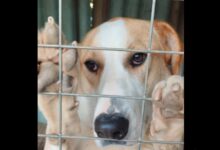 Σάλος στο Αιγάλεω για την "μυστική" απομάκρυνση σκύλων από το Μπαρουτάδικο