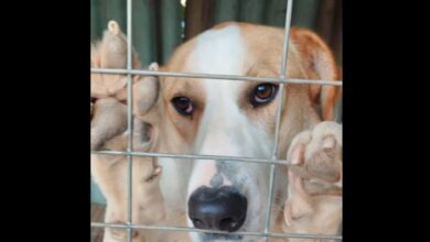 Σάλος στο Αιγάλεω για την "μυστική" απομάκρυνση σκύλων από το Μπαρουτάδικο