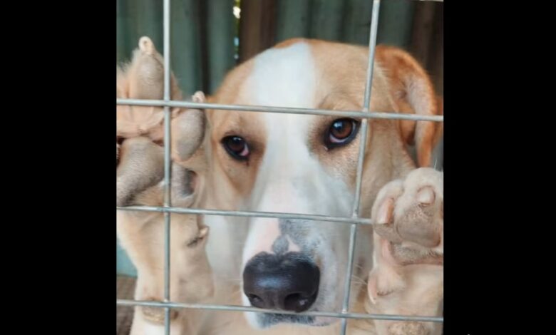 Σάλος στο Αιγάλεω για την Σάλος στο Αιγάλεω για την