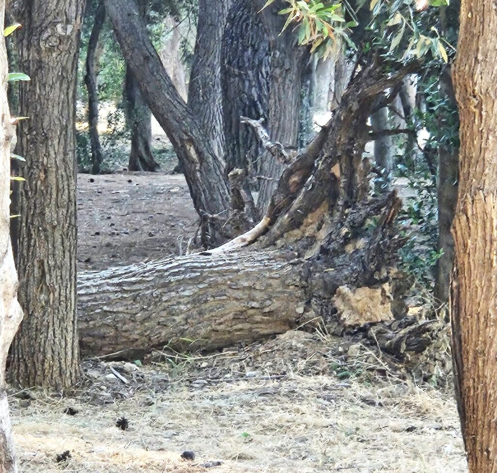 Μπαρουτάδικο: "Ο όμορφος χώρος έχει αφεθεί στην τύχη του" - Τι γίνεται το πρόγραμμα των 6.800.000 €;