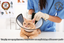 Αιγάλεω: Ξεκινάει πρόγραμμα στειρώσεων και περίθαλψης αδέσποτων γατών