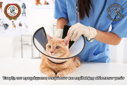 Αιγάλεω: Ξεκινάει πρόγραμμα στειρώσεων και περίθαλψης αδέσποτων γατών