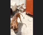 Φυλάκιση και πρόστιμο σε Αιγαλιώτη για κακομεταχείριση σκύλου