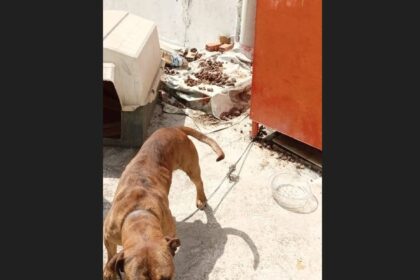 Φυλάκιση και πρόστιμο σε Αιγαλιώτη για κακομεταχείριση σκύλου