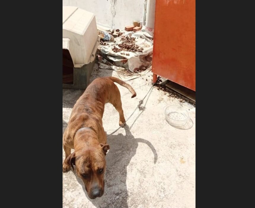 Φυλάκιση και πρόστιμο σε Αιγαλιώτη για κακομεταχείριση σκύλου