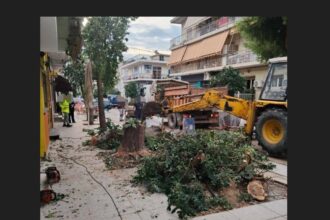 Παρελθόν η χαρουπιά της οδού Μπότσαρη - Αντιδράσεις για την κοπή της