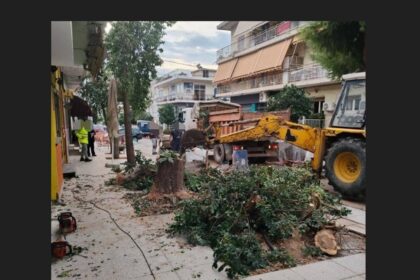 Παρελθόν η χαρουπιά της οδού Μπότσαρη - Αντιδράσεις για την κοπή της